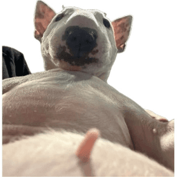 BigmamabirdOG's avatar