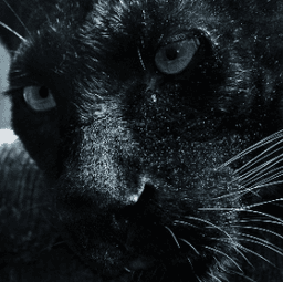 TheBlackShow's avatar