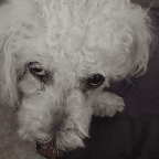 Judgegently's avatar