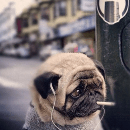 Tacosclumsy's avatar