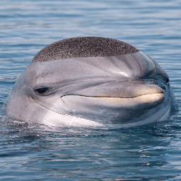 GenghisKhan's avatar